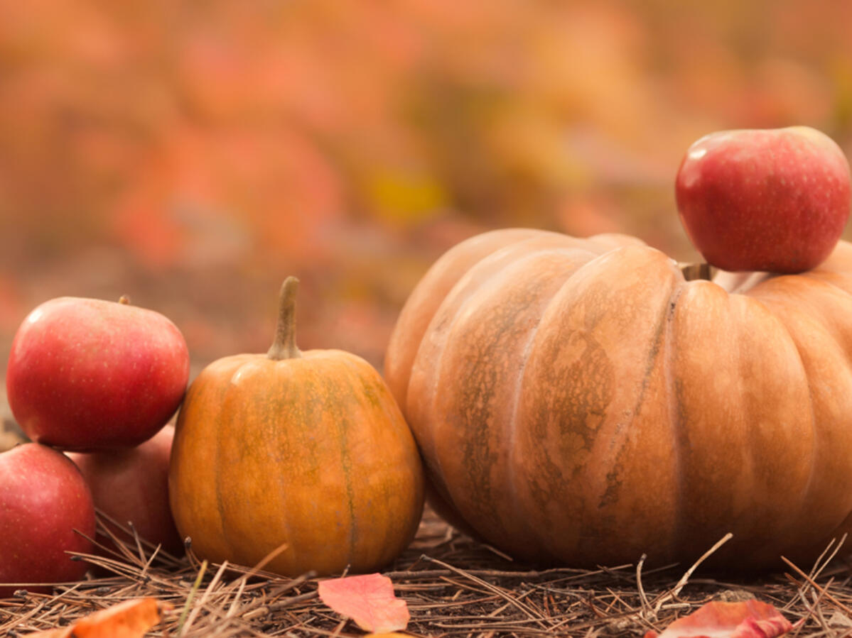 pumpking and apple
